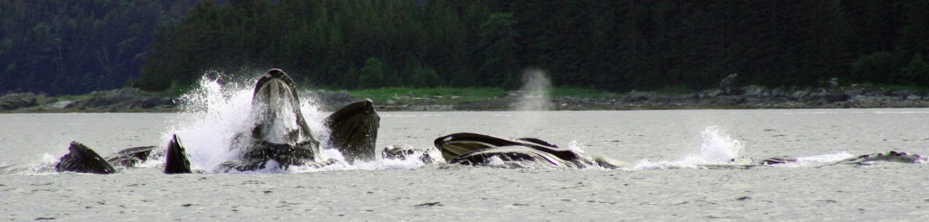 Ballenas en Alaska