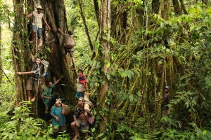 Rainforest trekking