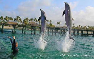 Foto de Dolphin Explorer
