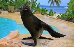 Foto de Dolphin Explorer