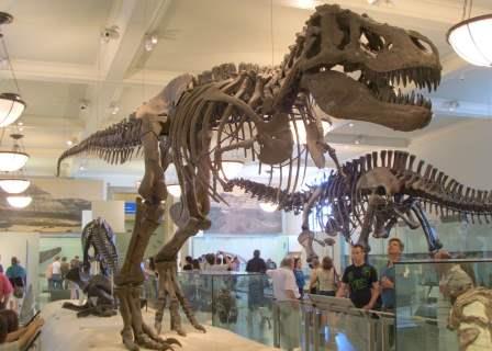 Museo de Historia Natural Nueva York