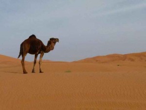 Lugar mágico y misterioso a partes iguales. Cautiva a quien lo visita.