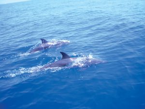 DELFINES Y TONINAS