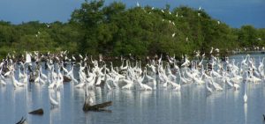 Aves acuaticas