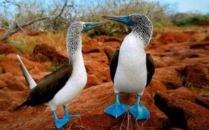 Aves de Galapagos
