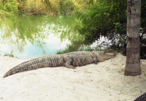 Cocodrilos en El Parque Nacional Everglades