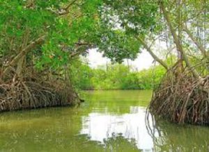 Parque Nacional La Laguna De Tacarigua