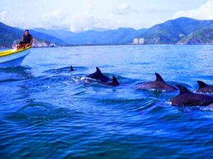 Paseando junto a Delfines