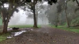 Caminos y vista del parque