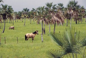 Hacienda y Caballos