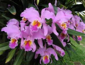 Orquideas