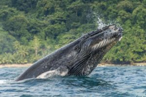 Ballenas en el parque