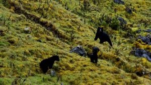 Osos en el Parque