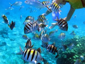 Buceo