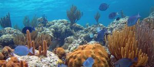 Corales