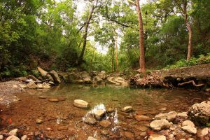 Espejos de agua y lagunas en el parque
