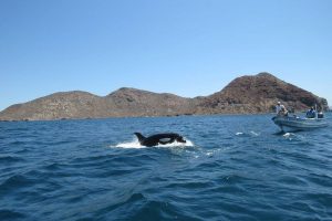 Orcas en la Bahia