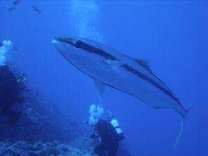 Buceo con grandes peces