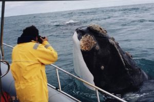 Fotografiando Ballenas