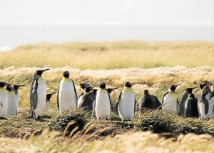 Pingüinos Reunidos