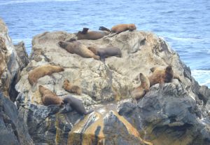 Fauna marina del Parque